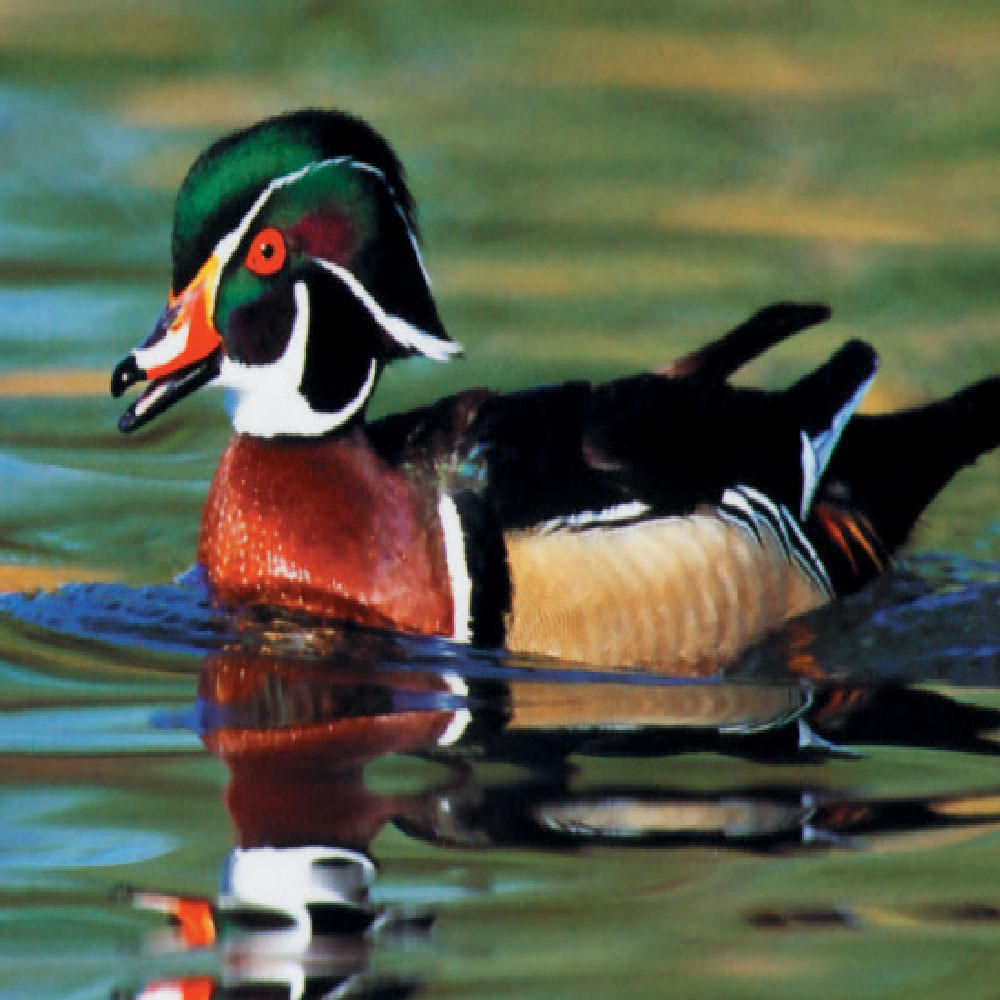 Wood Duck, Juvenile Pair