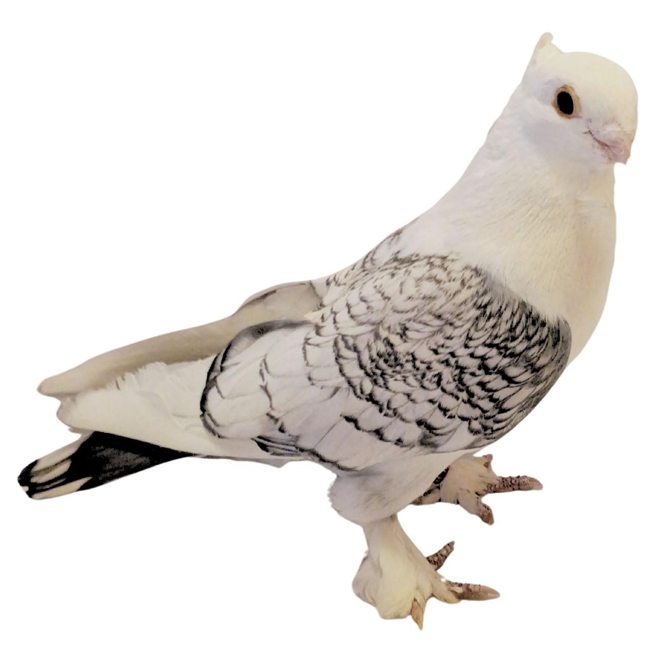 Blue Lace Classic Old Frill Satinette Pigeons