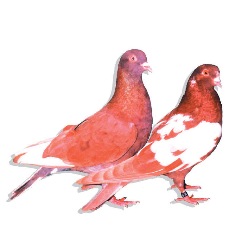 Red Birmingham Roller Pigeons