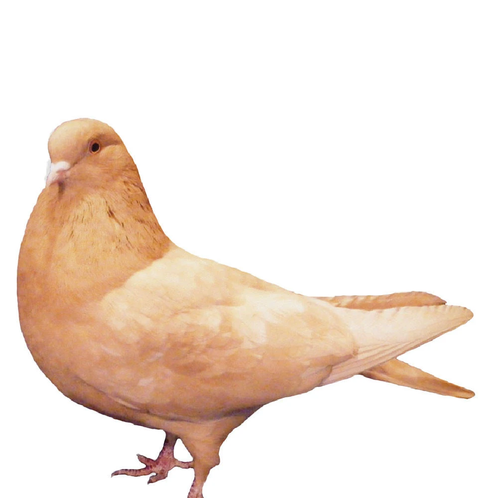 Yellow Birmingham Roller Pigeons
