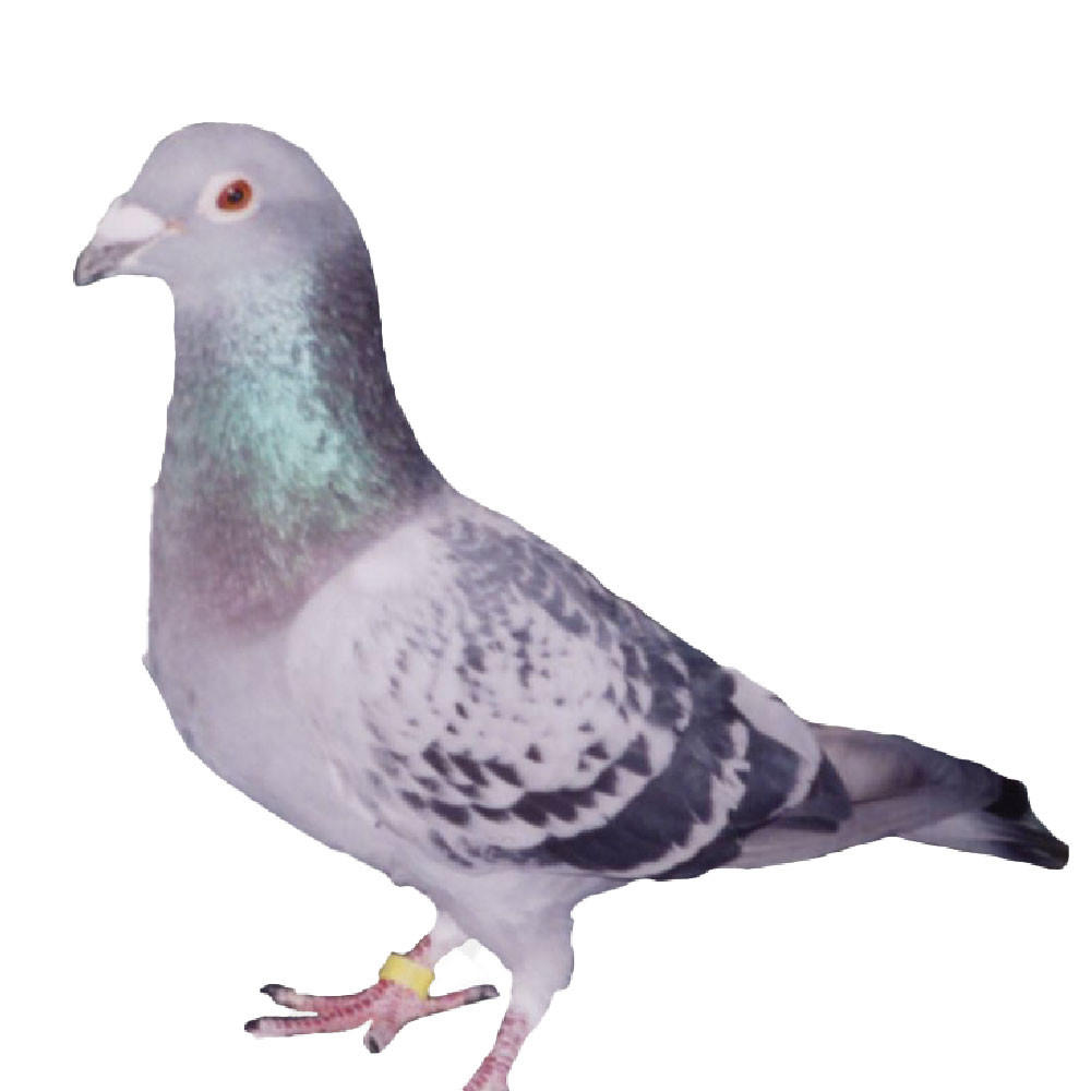 Aarden Racing Homer Pigeons, Pedigreed