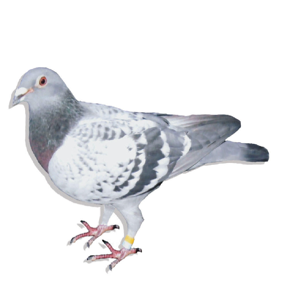 C & G Koopman Racing Homer Pigeons, Pedigreed
