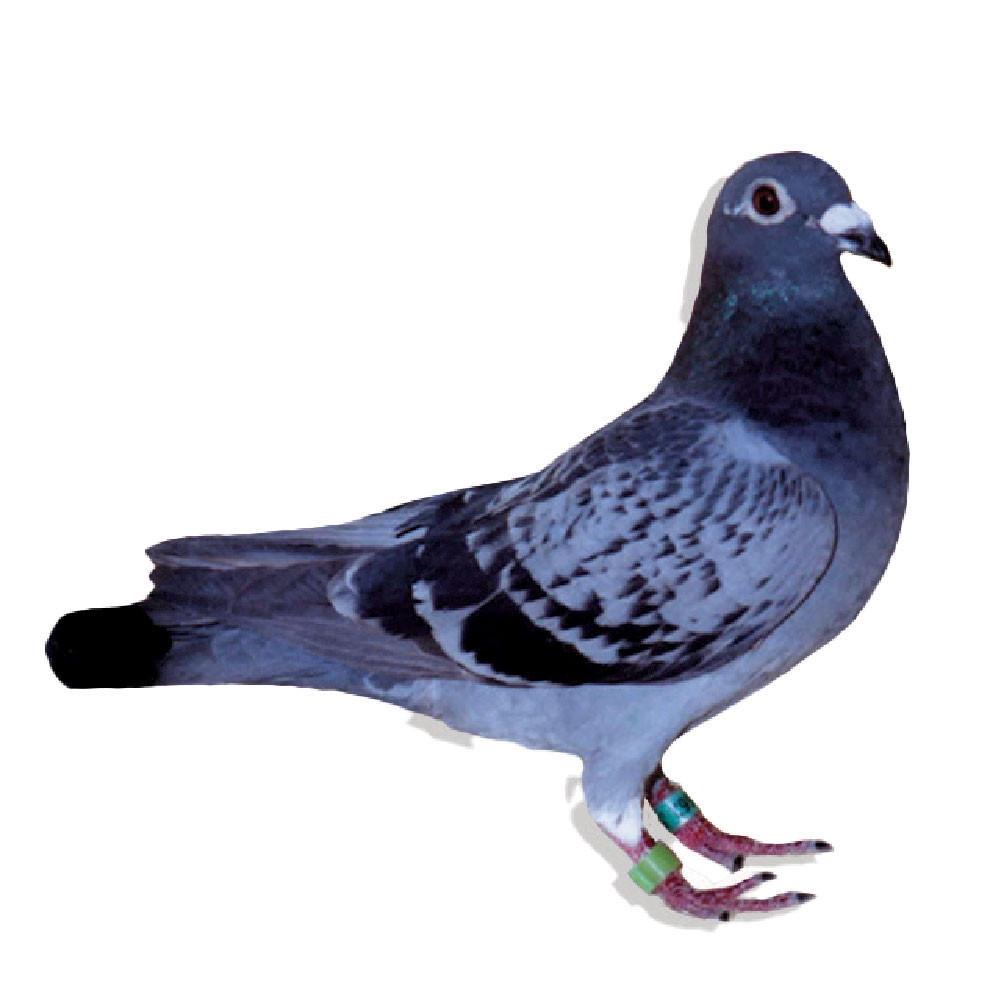 Huysken Van Riel Racing Homer Pigeons, Pedigreed