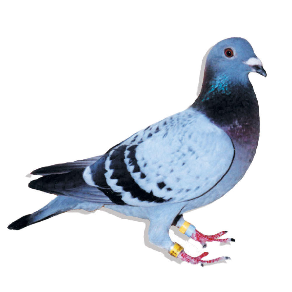 Van De Pasch Racing Homer Pigeons, Pedigreed