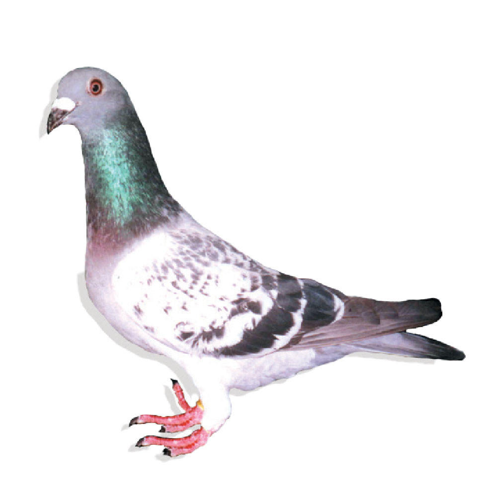 Verkerk Racing Homer Pigeons, Pedigreed