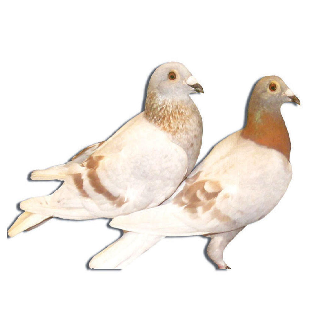 Silver Janssen Racing Homer Pigeons, Not Pedigreed
