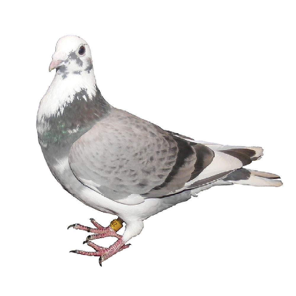 Gold Rush Racing Homer Pigeons, Pedigreed