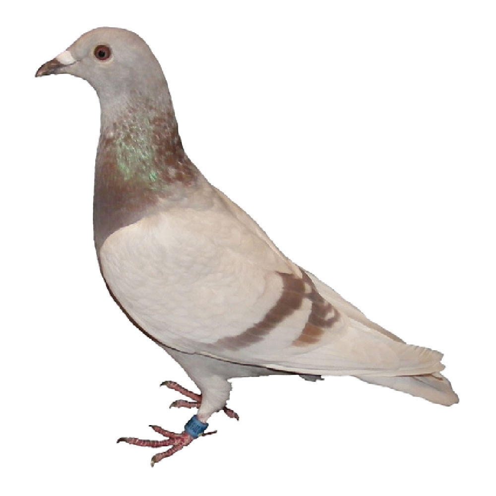 Fast Gold Racing Homer Pigeons, Pedigreed