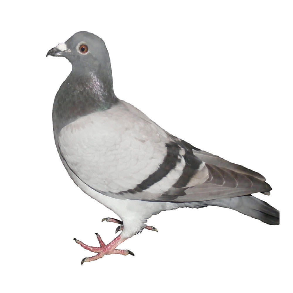 5 Grand Racing Homer Pigeons, Pedigreed
