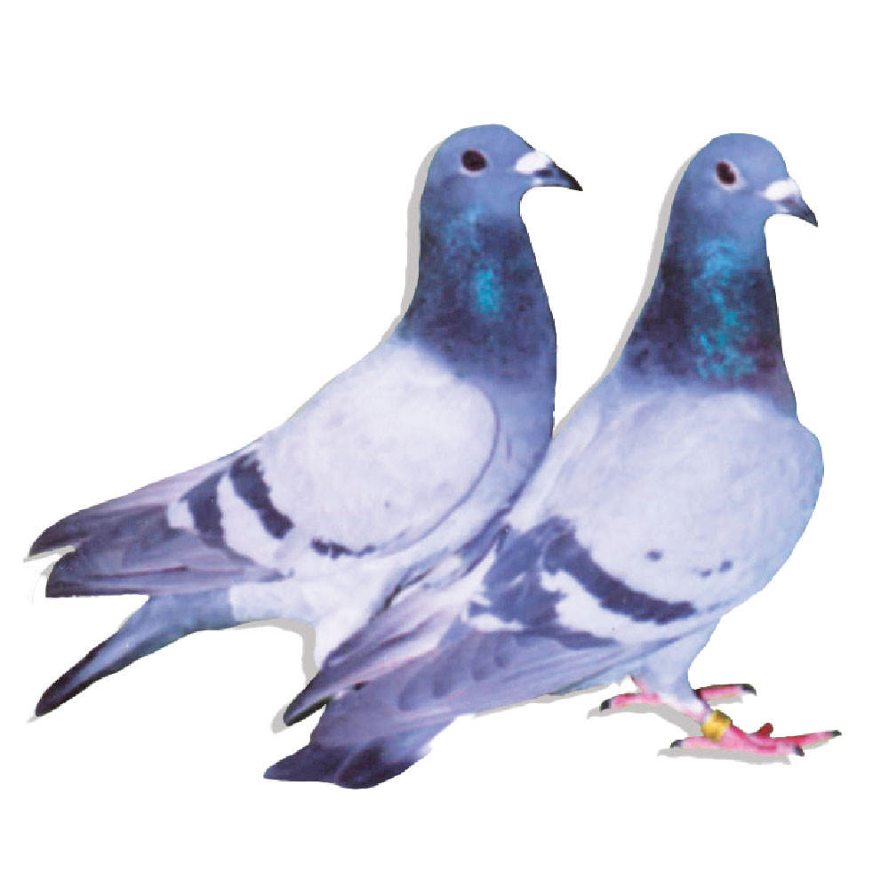 Gaby Vandenabeele Racing Homer Pigeons, Pedigreed