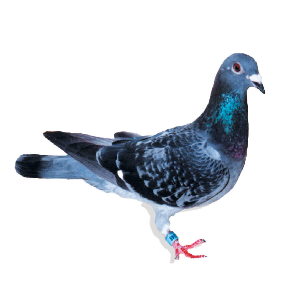 Van Loon Racing Homer Pigeons, Pedigreed