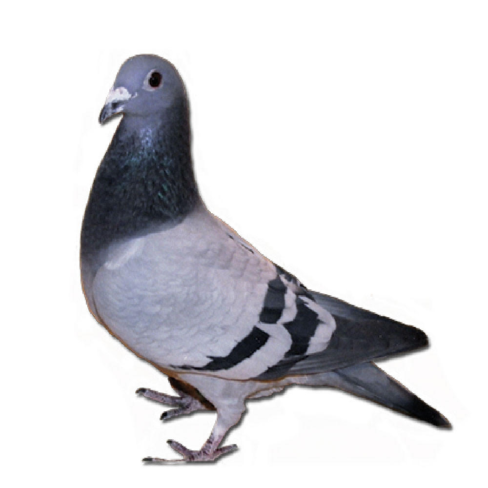 De Rauw Sablon Racing Homer Pigeons, Pedigreed