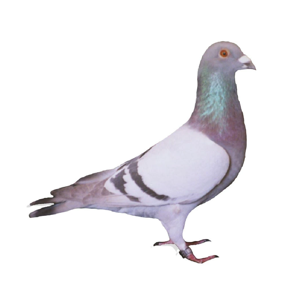 Bordeaux Racing Homer Pigeons, Pedigreed