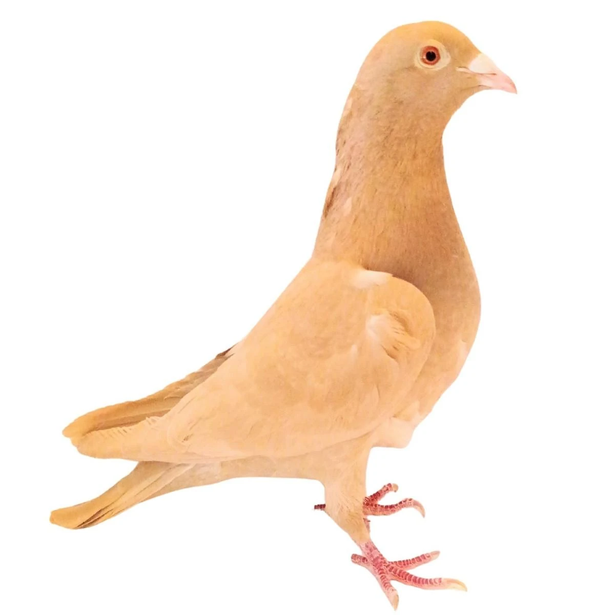 Yellow Trenton Racing Homer Pigeons