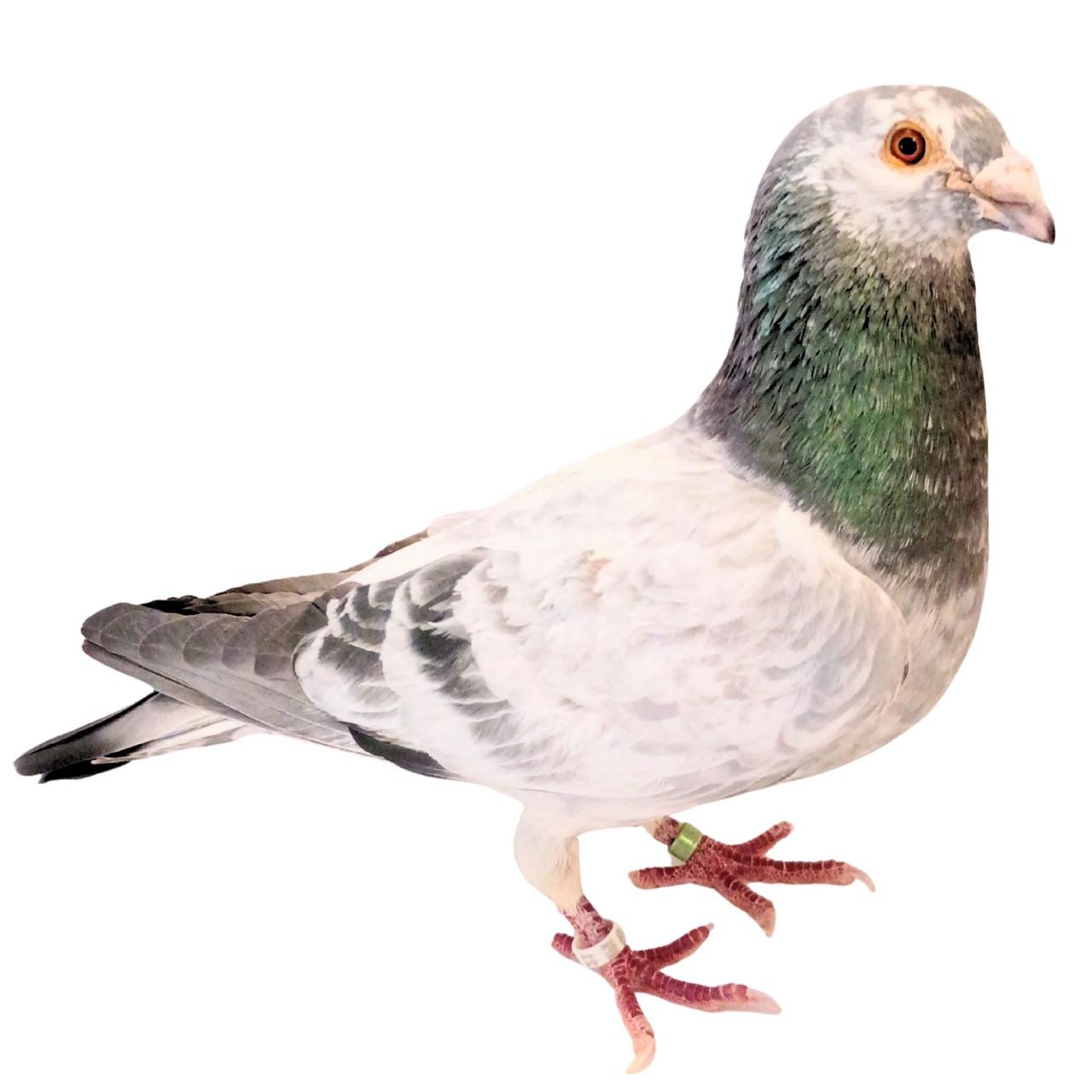 Bandit Racing Homer Pigeons