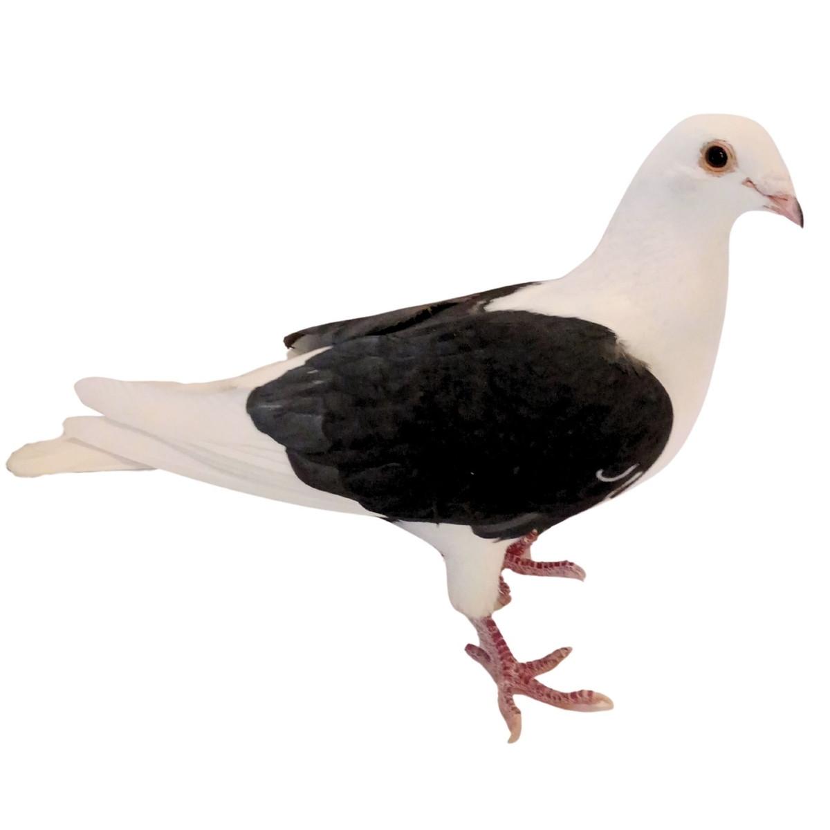Black Eagle Saddle Racing Homer Pigeons