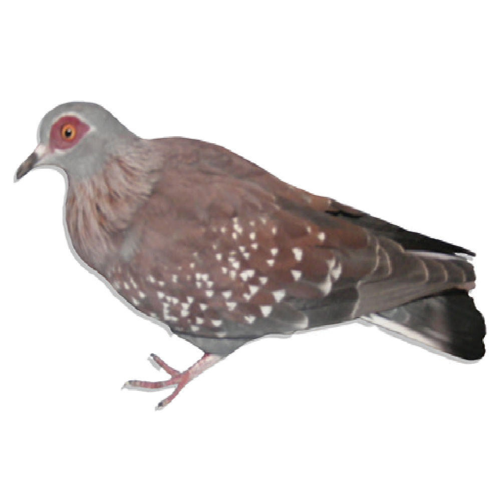 Triangular Spotted Pigeons