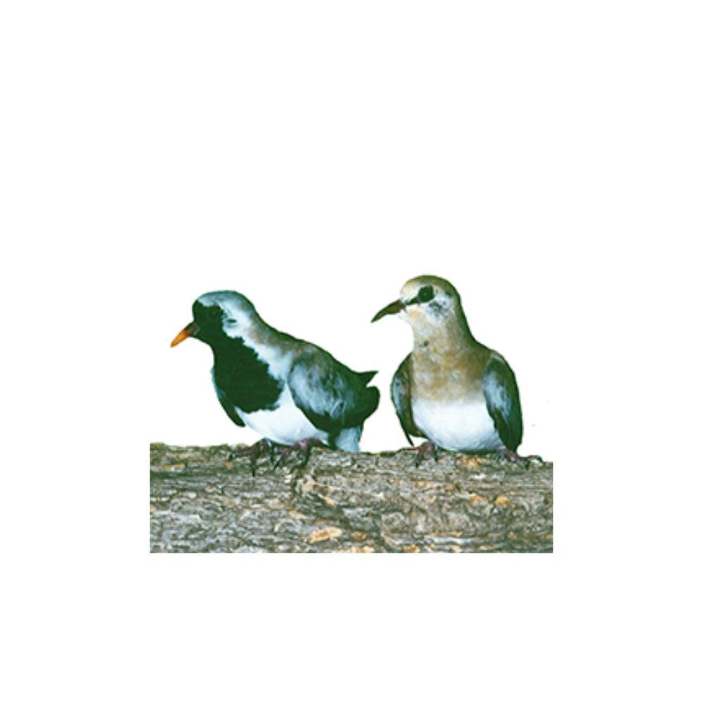 Cape (Masked) Doves