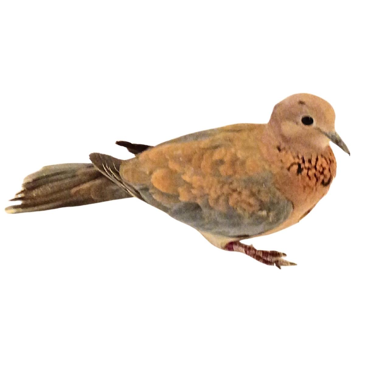 Palm Turtle Doves