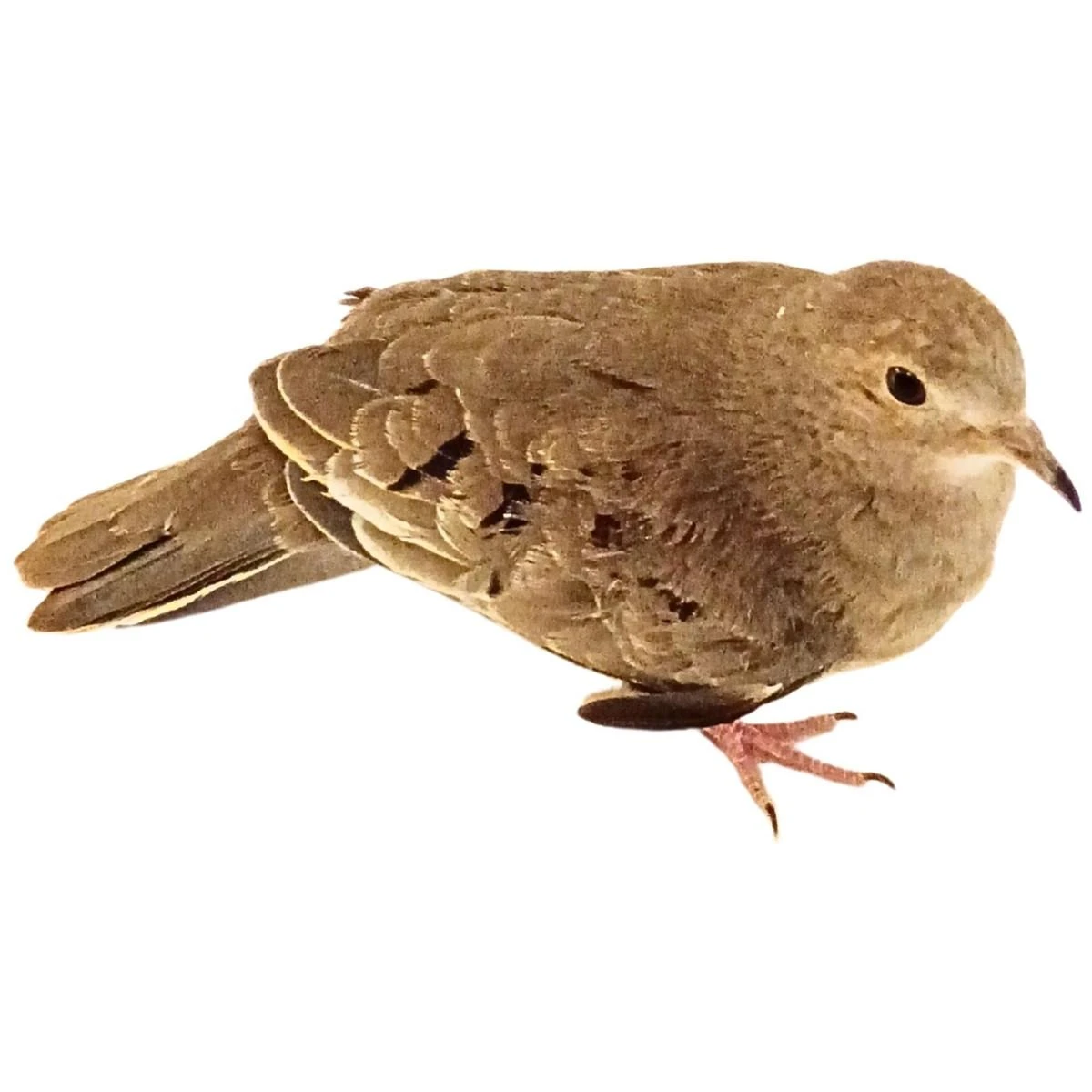 Pygmy Ground Doves