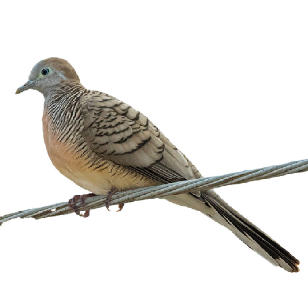 Zebra Doves