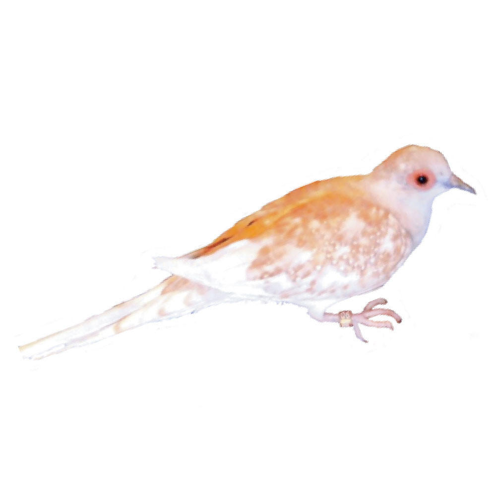Ultimate Red Diamond Doves