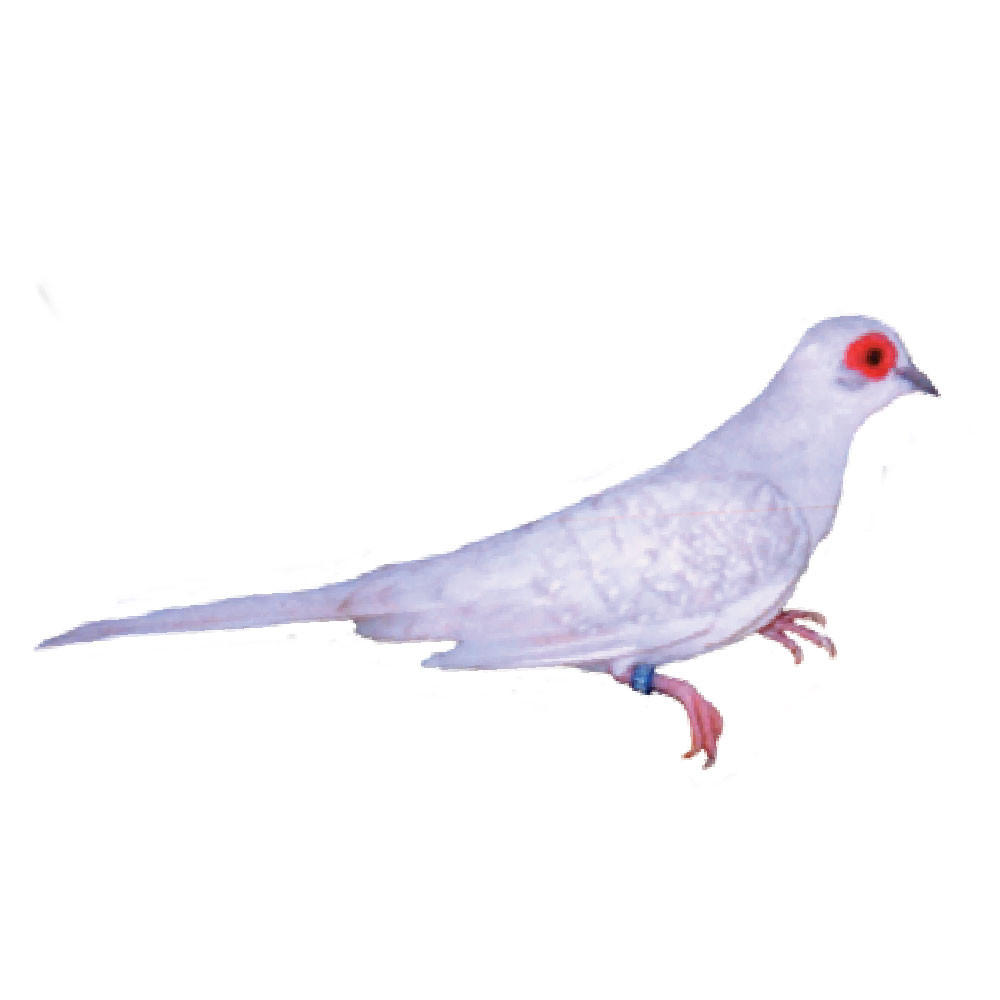 Brilliant Diamond Doves