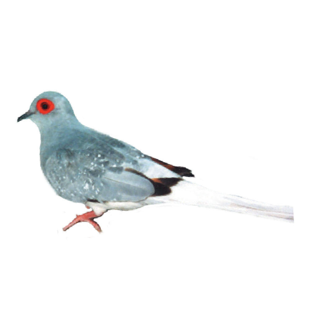 Blue White Tail Diamond Doves