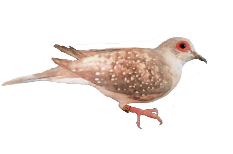 Silver Diamond Doves