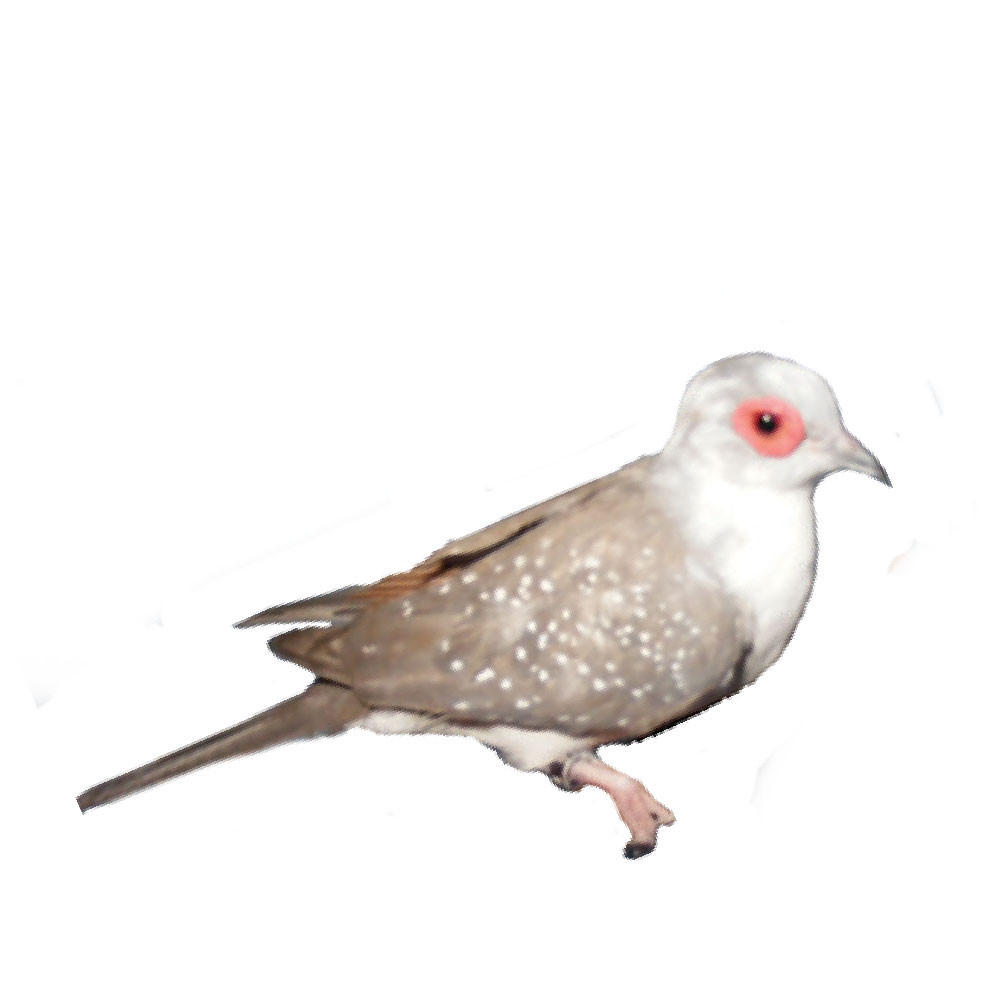 Red Pied Diamond Doves