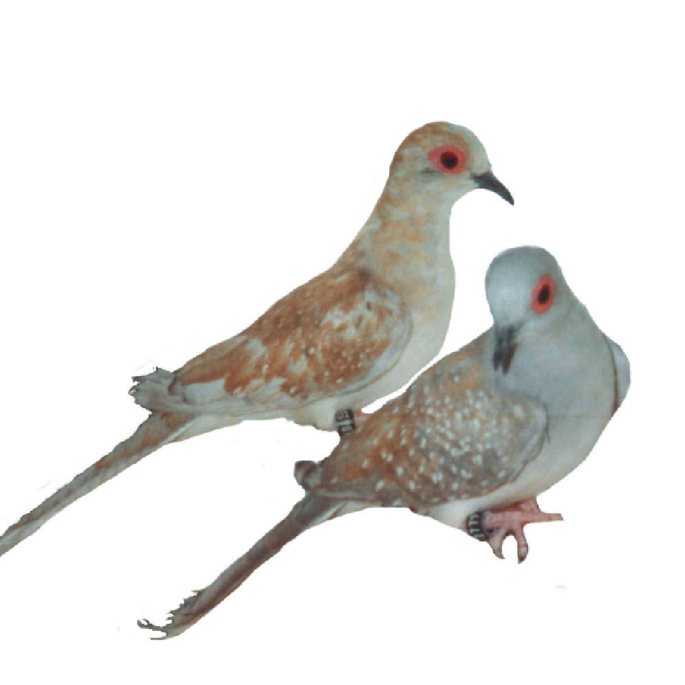 Red Diamond Doves