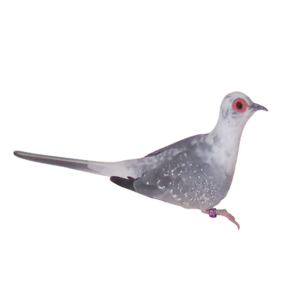 Blue White Tail Pied Lightly Marked Diamond Doves