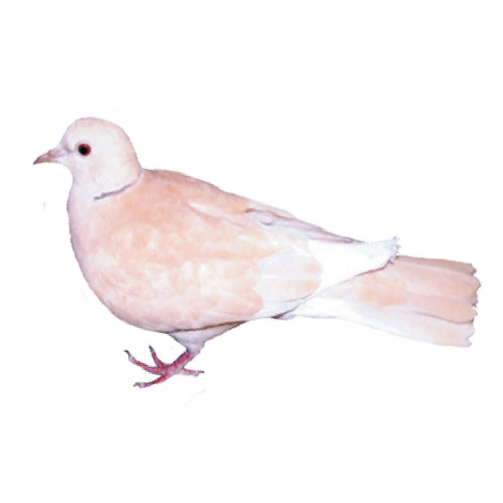 Peach Ringneck Doves