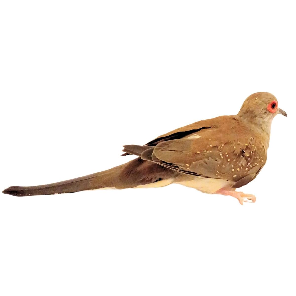Cinnamon Diamond Doves