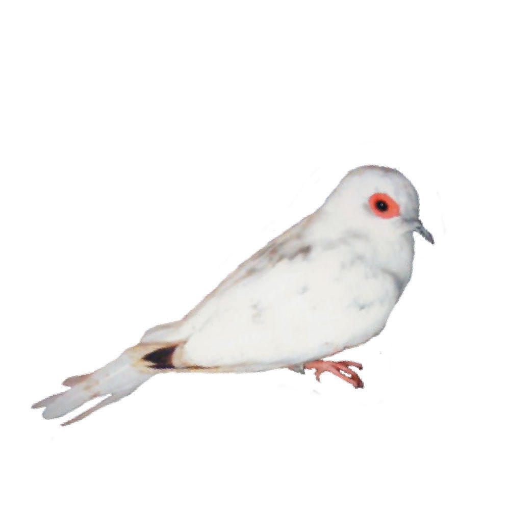 Super White Blue White Tail Pied Diamond Doves