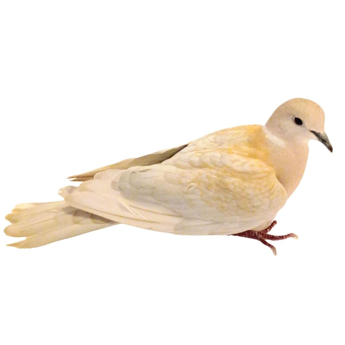 Ash Ringneck Doves