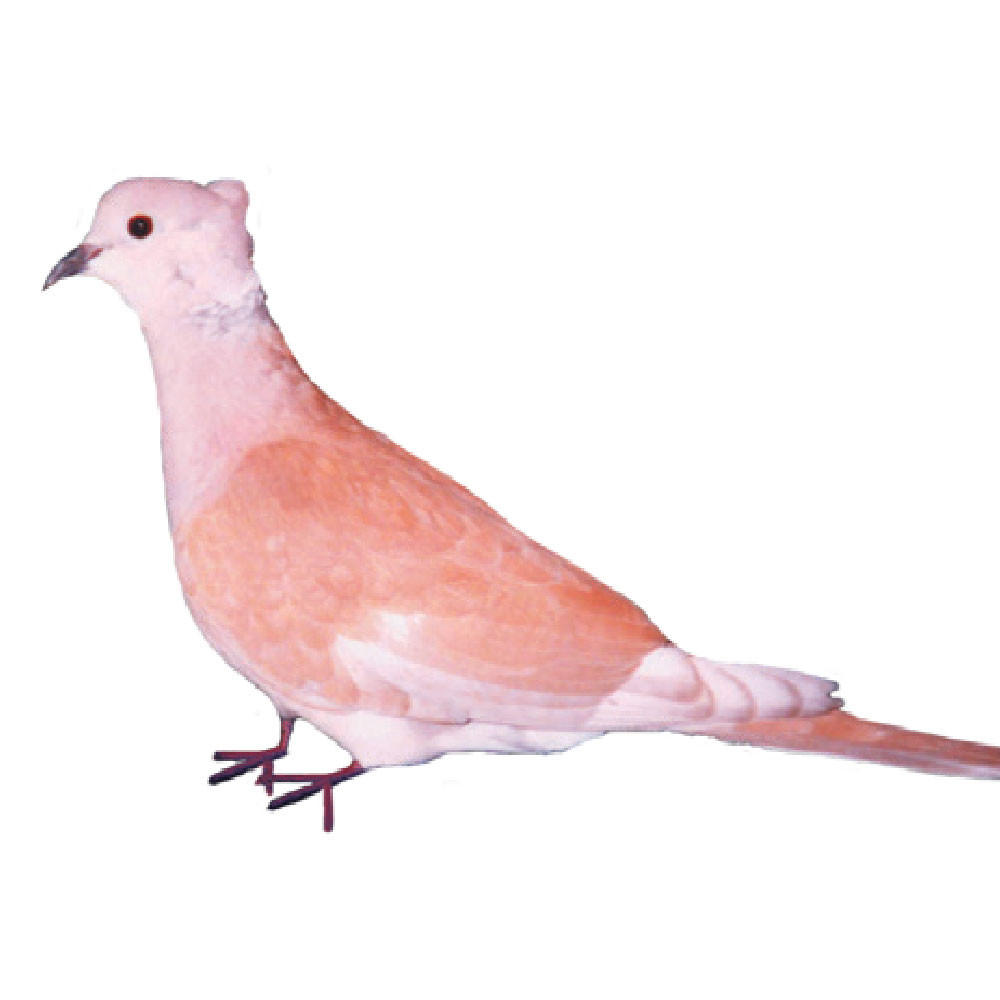 Rear Crested Ringneck Doves