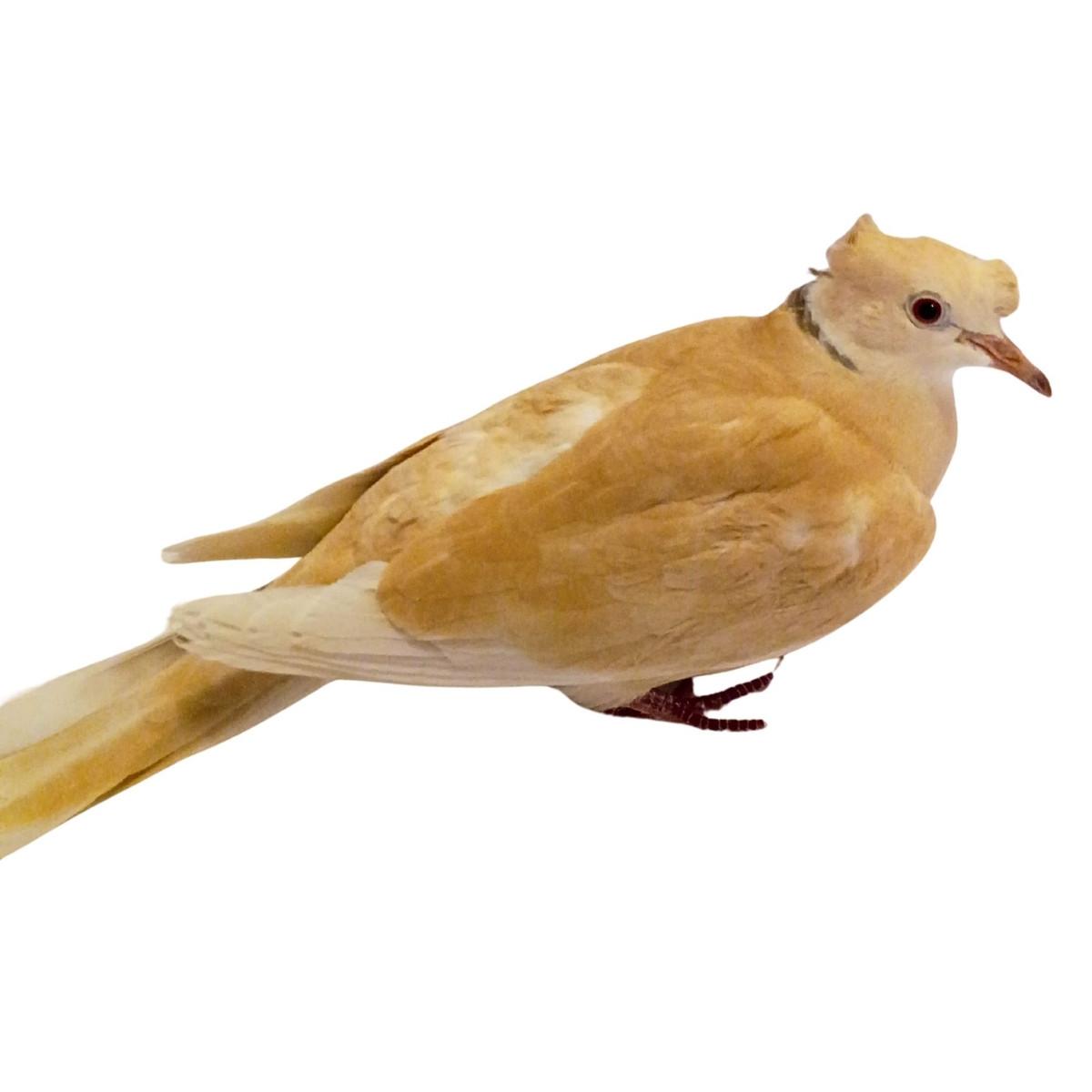 Double Crested Ringneck Doves
