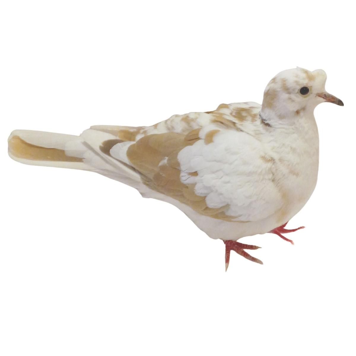 Tufted Ringneck Doves