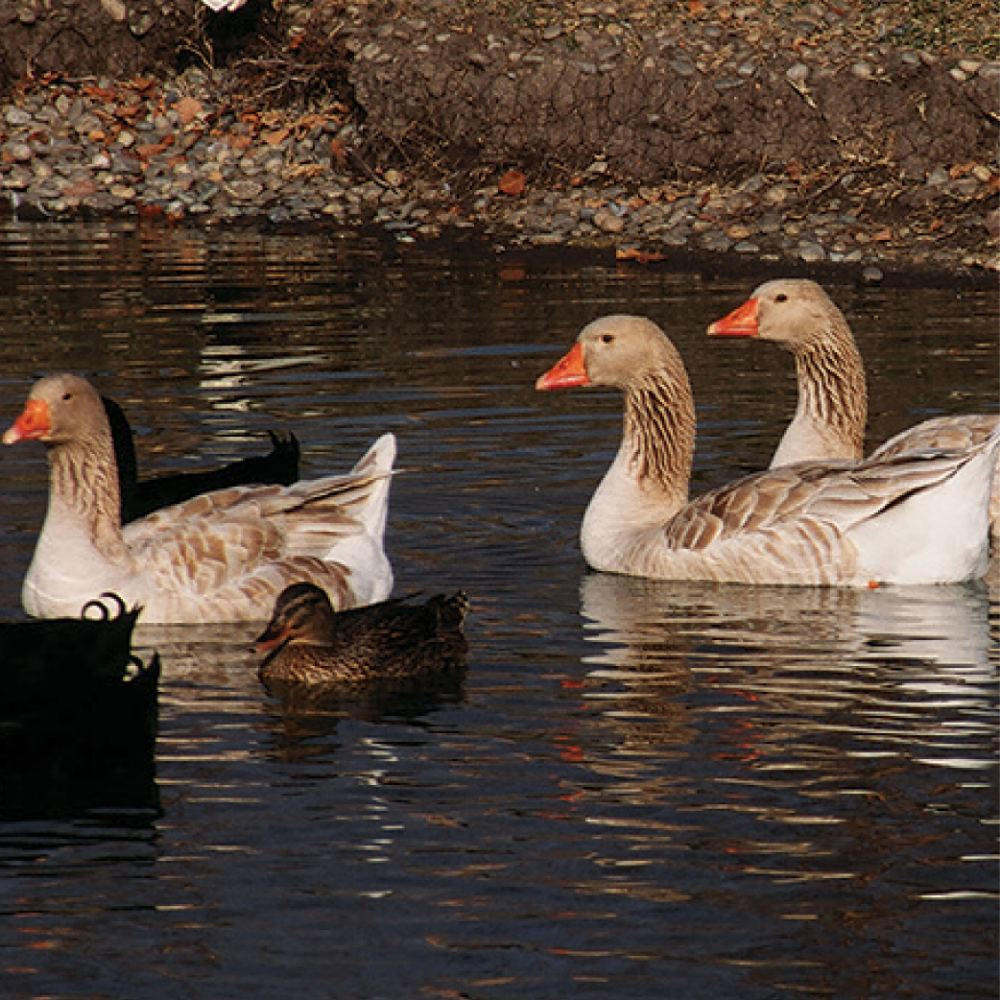 Buff Goslings, Male