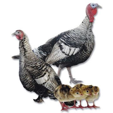 Narragansett Poults Backyard Quantities: Straight Run