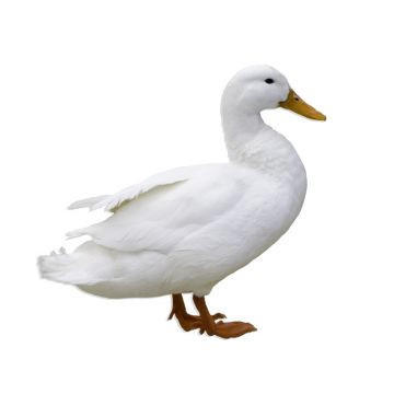 White Pekin Ducklings Backyard Quantities:, Male