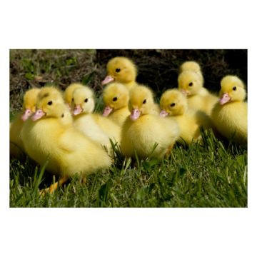 Duckling Assortment: Straight Run
