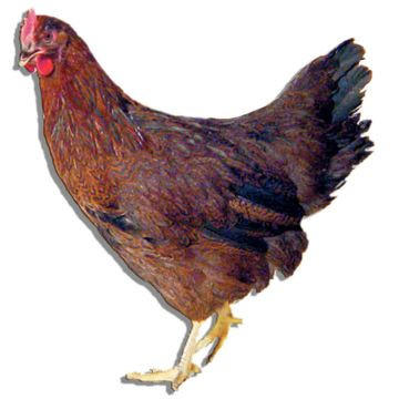 Partridge Rock Chicks:, Male