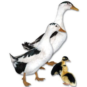 Magpie Ducklings: Straight Run