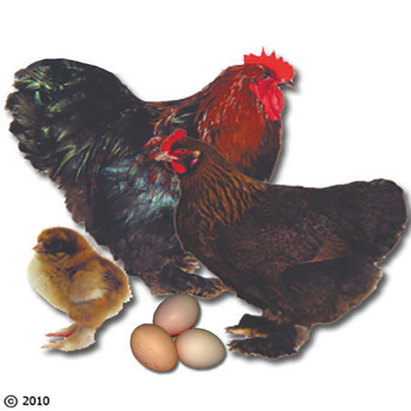 Partridge Cochin Chicks, Male
