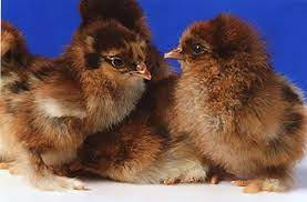 Partridge Cochin Chicks, Female
