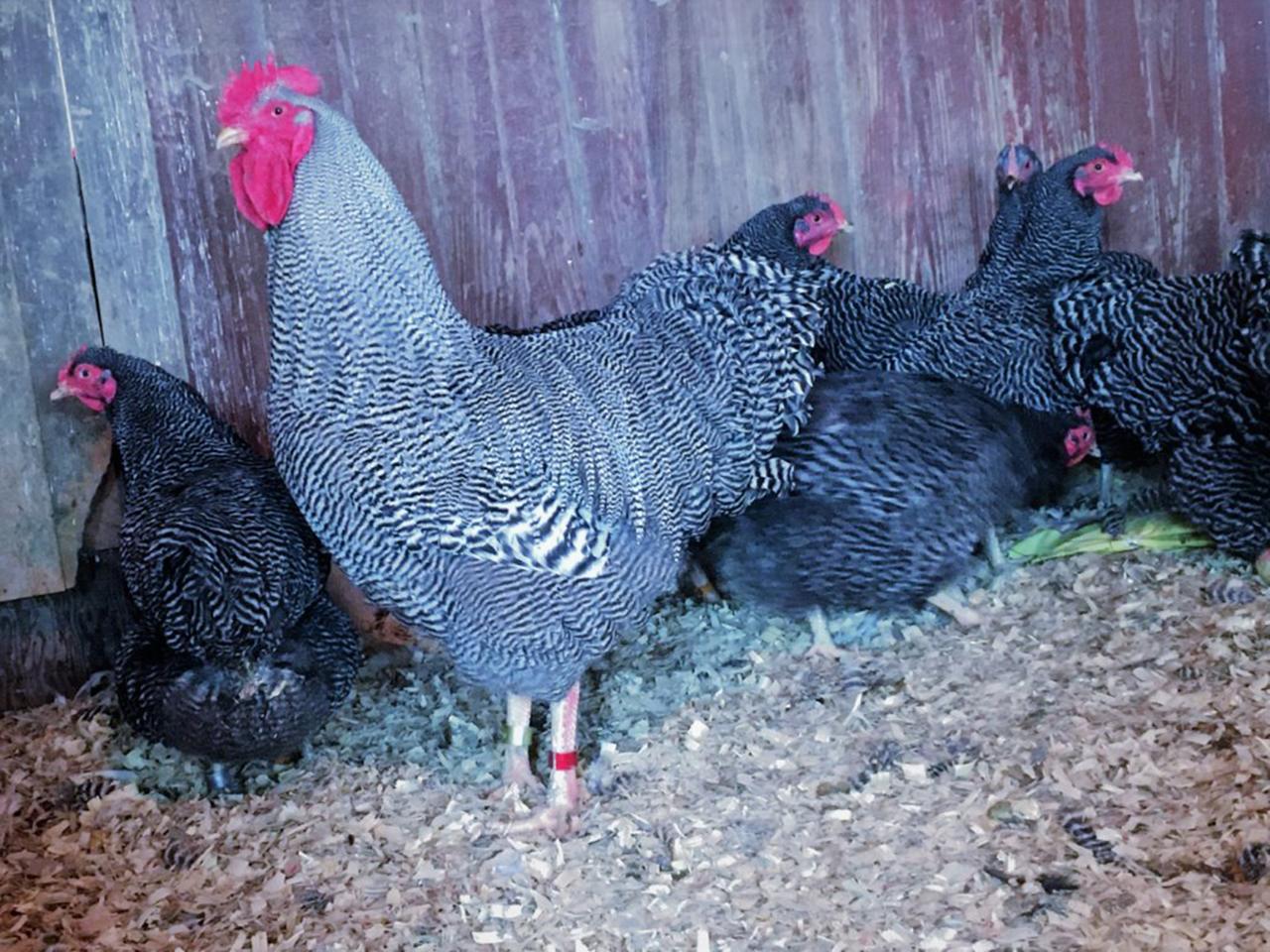 Barred Plymouth Rock Chicks, Not Sexed