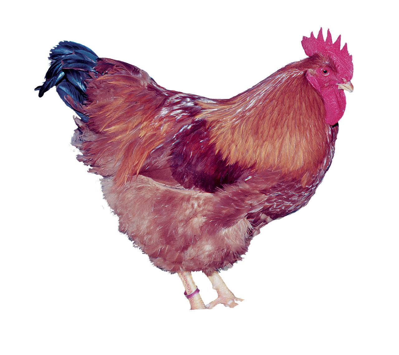 New Hampshire Chicks, Female