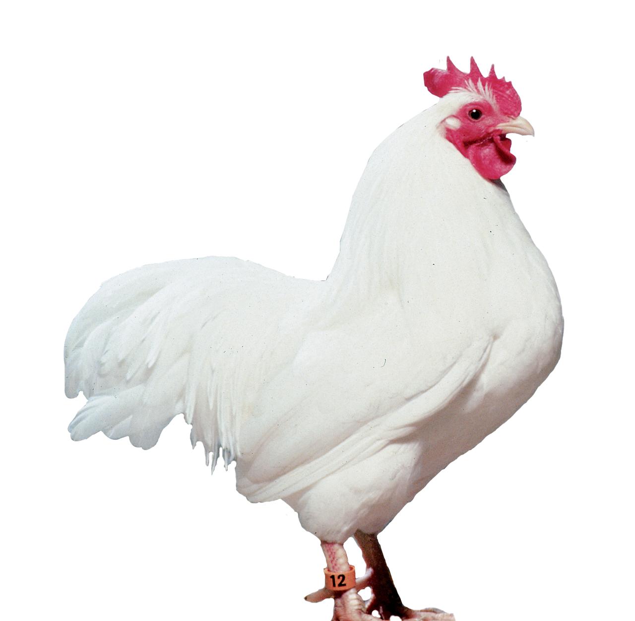 White Plymouth Rock Chicks, Male